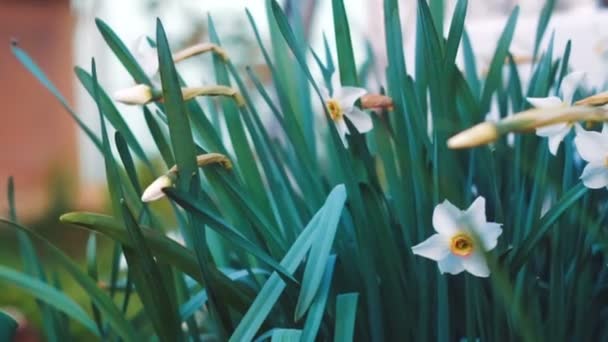 白色的水仙 春天蓬勃发展与晨光花园里的花 — 图库视频影像