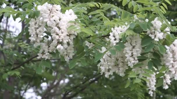 Bílé květy na jaře na akátu. Přírodní remedi.