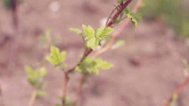 Young Stem Raspberries Spring Leaves — Stock Video