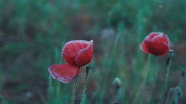 Kırmızı çiçek haşhaş rüzgar alan