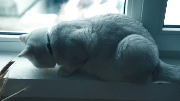 Gatto si siede sul davanzale della finestra — Video Stock
