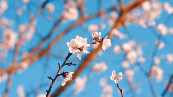 Flowering Apricot Tree — Stock Video