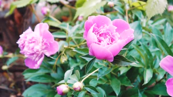 Donker Roze Pioen Zomertuin Bloemen Close Mooie Bloem Achtergrond Close — Stockvideo