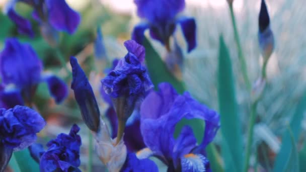 Iris pourpre plante à fleurs 