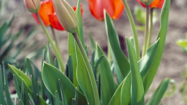 Schöne rote Tulpen an einem sonnigen Tag. — Stockvideo