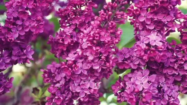 Lilac purple flowers — Stock Video