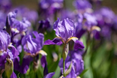 Bahar zaman çiçeklenme güzel mor süsen