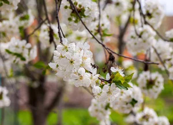 Close Chery Blossom Tree Spring Time — Stock Photo, Image