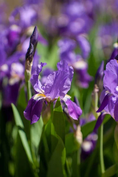 Hermosos iris púrpura —  Fotos de Stock