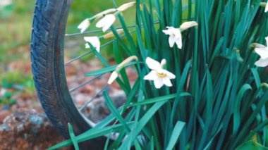Beyaz nergis. Bahçede gün ışığına ile gelişen çiçek bahar.
