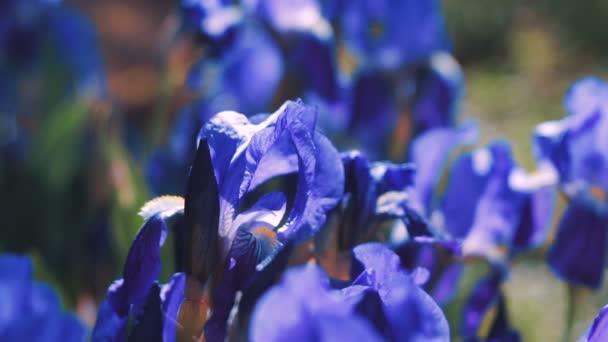 Iris Germanica Púrpura Planta Flores Jardín Primavera — Vídeos de Stock