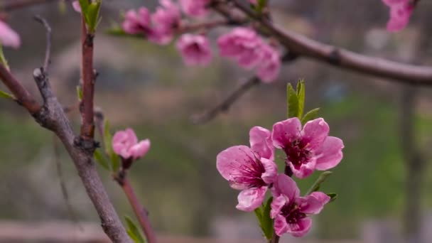 咲くりんごの木のりんごの花のクローズ アップ — ストック動画
