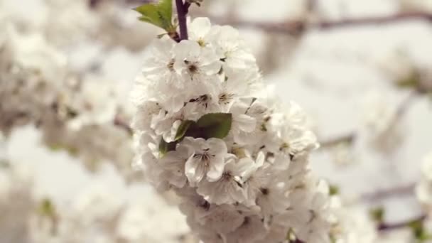 Fiori Fioriti Albero Frutto Nel Giardino Albero Ciliegio Fiorito — Video Stock