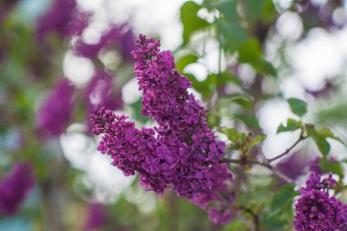 Yapraklı leylak çiçekleri dalı