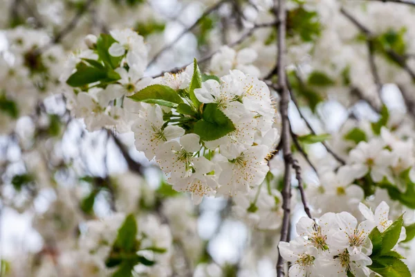 Close Chery Blossom Tree Spring Time — Stock Photo, Image
