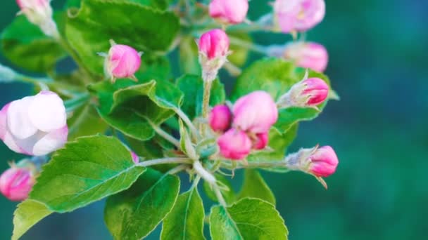 Close Apple Blossoms Blooming Apple Tree — Stock Video