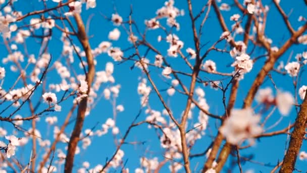 アプリコットの木の花開花アプリコット ツリーに対して 青い空 青い空 — ストック動画