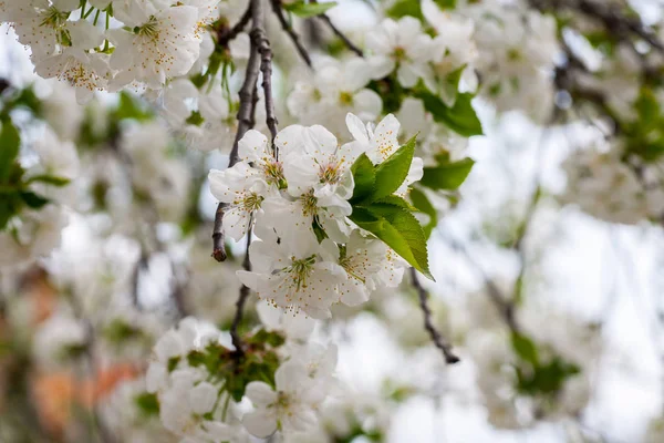 Närbild Chery Blossom Träd Våren — Stockfoto