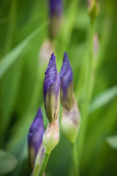 Nahaufnahme Von Blauen Irisblüten Blühende Irisblumen Garten — Stockfoto