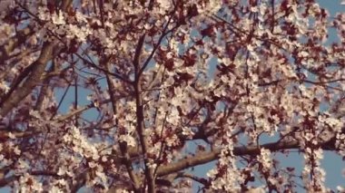 Çiçek açan çiçekler bahçede meyve ağacının. Çiçek açan erik ağacı