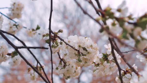 庭に果物の木の花が咲く 桜咲く木 — ストック動画