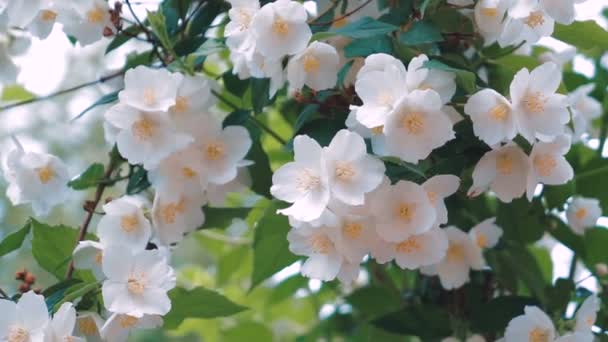 Fiori Gelsomino Primo Piano Bellissimi Fiori Bianchi Primaverili Cespuglio Verde — Video Stock