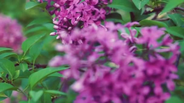 紫色のライラックの花の木 自然季節春花マクロ — ストック動画