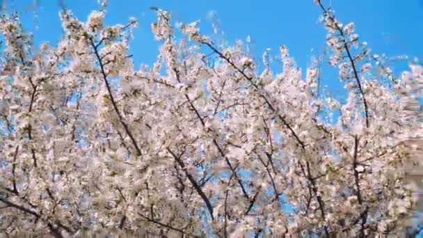 Ανθισμένα Λουλούδια Από Ένα Οπωρωφόρο Δέντρο Στον Κήπο Ανθίζοντας Δέντρο — Αρχείο Βίντεο