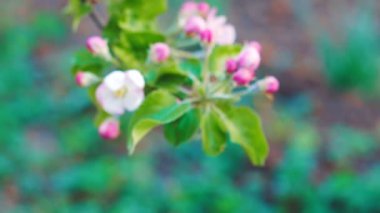 Elma çiçekleri blooming Elma ağacına yakın çekim.