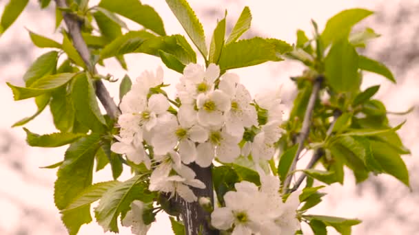 Blühende Blumen Eines Obstbaums Garten Blühender Kirschbaum — Stockvideo