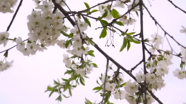 Rozkvetlých Ovocných Stromů Zahradě Kvetoucí Třešeň Strom — Stock video