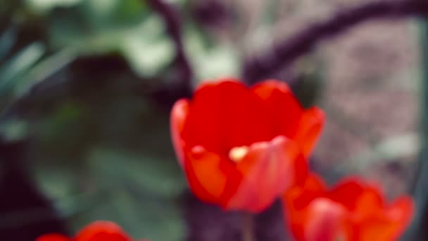 Rode Tulpen Tuin Lentebloemen — Stockvideo