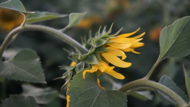 Field Sunflower Sunflower Close — Stock Video