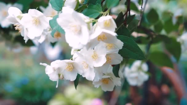 ジャスミンの花 都市公園における緑のブッシュの白い美しい春の花のクローズ アップ — ストック動画