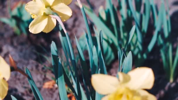 Dafodills 電球の黄色花の花びら 庭の春の植物 — ストック動画