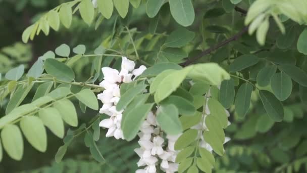 Fiori Bianchi Primaverili Acacia Remedi Naturali — Video Stock