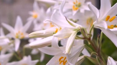 Beyaz zambak çiçek tomurcukları (Lilium Samur) çiçek açmış. Yakın, makro.