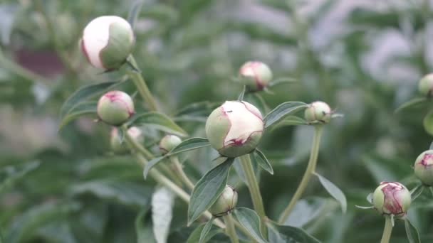 Cespuglio Peonia Fiorente Bei Fiori Giardino Estate — Video Stock