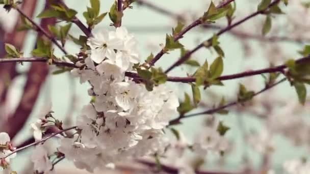 Ανθισμένα Λουλούδια Από Ένα Οπωρωφόρο Δέντρο Στον Κήπο Ανθισμένη Κερασιά — Αρχείο Βίντεο