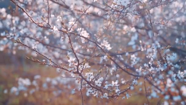 Fiori Fioriti Albero Frutto Nel Giardino Prugna Fiorita — Video Stock