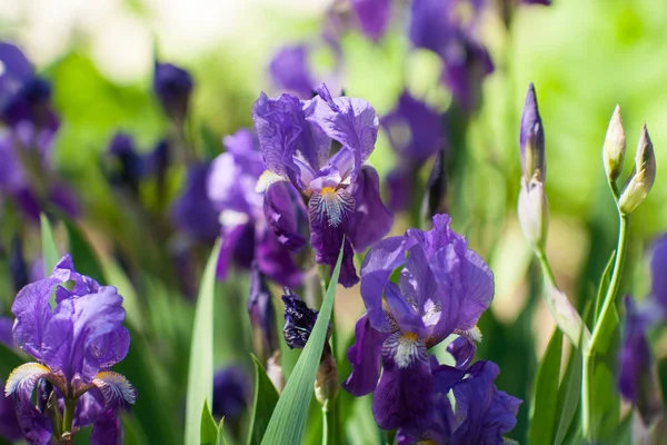 Hermosos iris púrpura —  Fotos de Stock