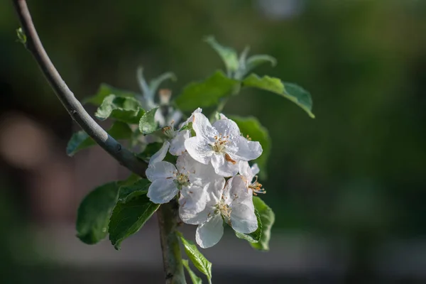 Квітучий яблуня . — стокове фото