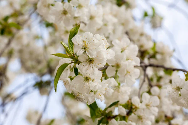 奇瑞の花のツリーを閉じる — ストック写真