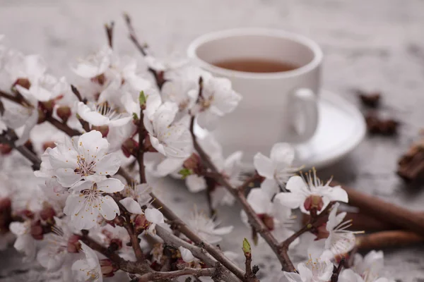 Apricot flowers and coffee cup — Stock Photo, Image