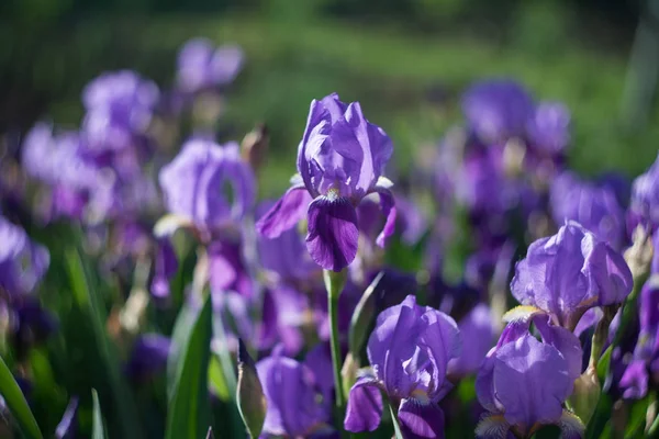 Mooie paarse irissen — Stockfoto