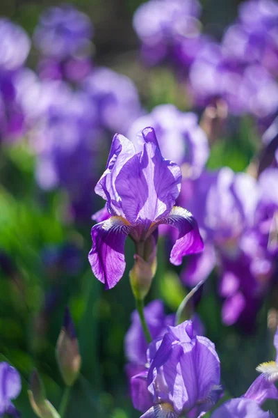 Krásné fialové kosatce — Stock fotografie