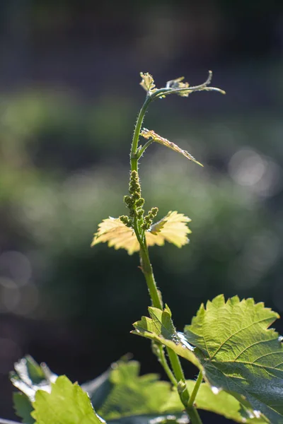 Winnica młodych liści — Zdjęcie stockowe