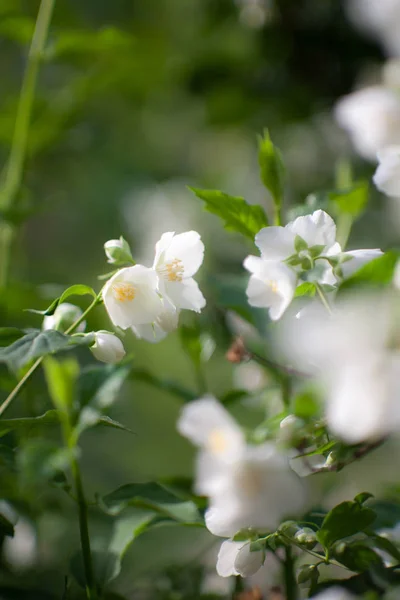 Jasmin bush blommande — Stockfoto