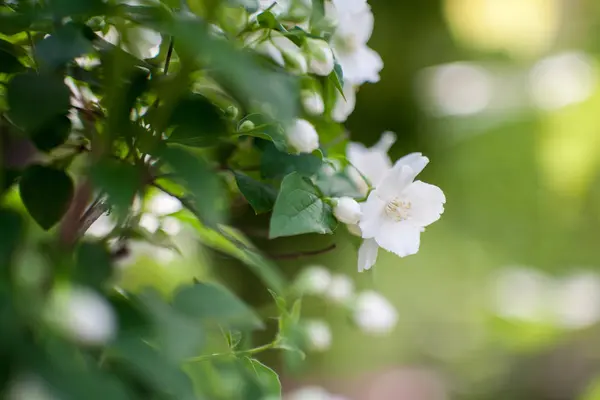 Jasmine bush blossoming — Stock Photo, Image