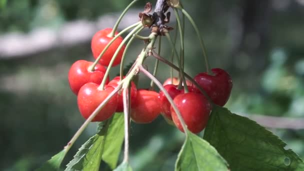 樱桃树枝与油菜果实在夏季花园 关闭树上樱桃的视图 — 图库视频影像